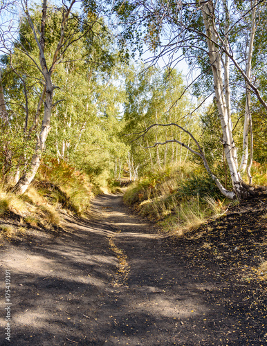 footpath in the birch forest  mount Sartorius  volcano Etna  sicily  Italy