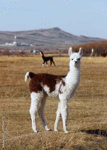 alpaca in the field