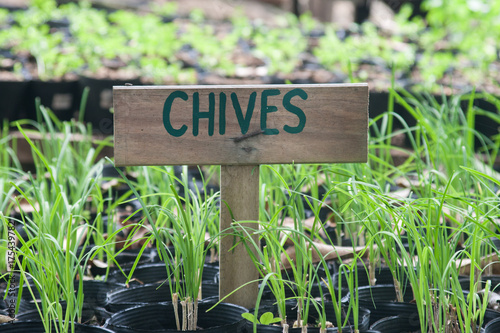 Chives growing in pots. Cives wooden sign.