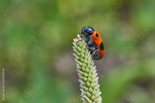 Speckled beetle on a plantain.