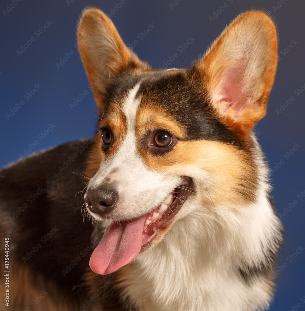 Pembroke Welsh Corgi, Dog Welsh Corgi Pembroke Welsh Corgi, Dog Welsh Corgi