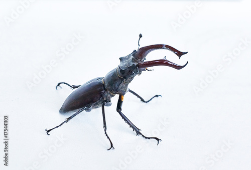 The male horned beetle deer on a white background. © alexsid