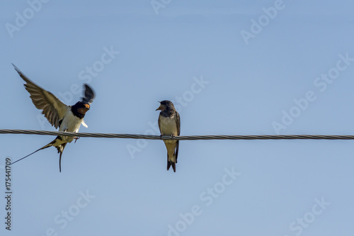 two swallows on a wire arguing