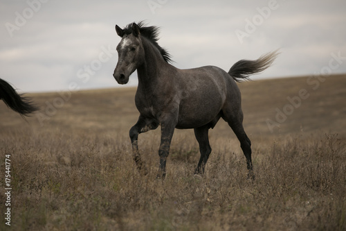 Wild brown horse on the field running gallop © antgor