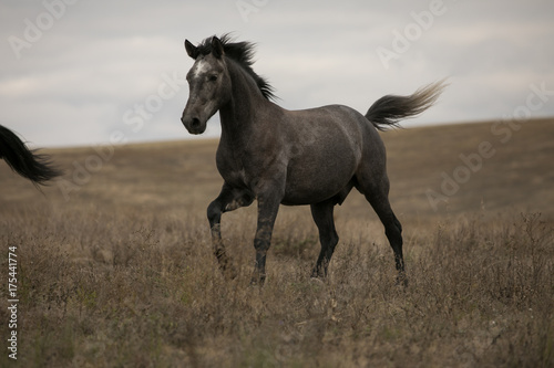 Wild brown horse on the field running gallop