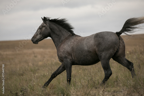 Wild brown horse on the field running gallop