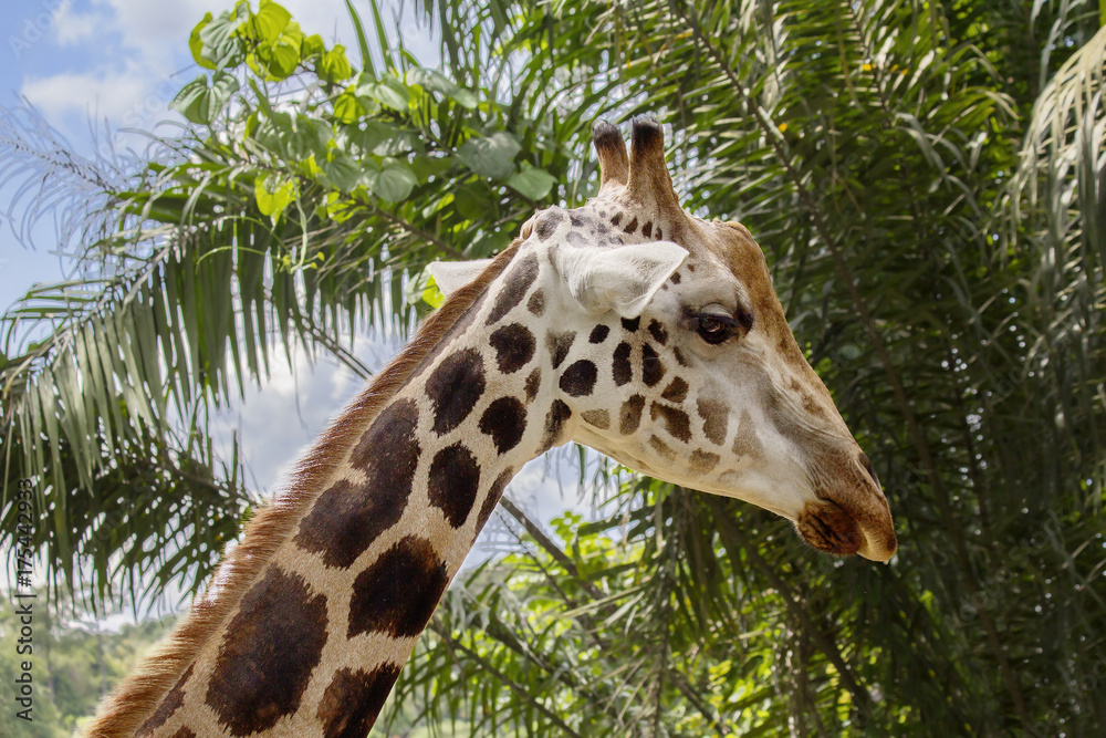 Obraz premium Жираф