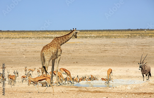 Giraffe, Oryx and Impala on the open plains in Etosha