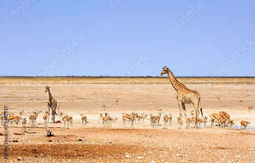Panoramic view of animals drinking in Etosha, Namibia