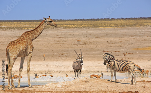 Giraffe, Oryx Zebra and Springbok standing on the vast open plains in Etosha