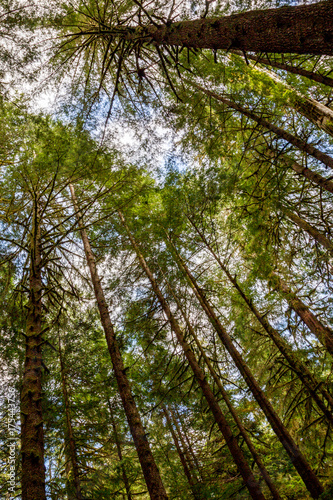 Mächtige Bäume im Avatar Grove bei Port Renfrew auf Vancouver Island, British Columbia, Kanada.