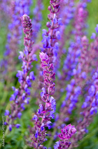 Fototapeta Naklejka Na Ścianę i Meble -  Purple flowers 