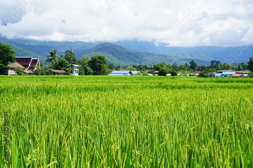 Green paddy rice. Green ear of rice in paddy rice field with cloudy sky