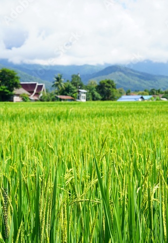 Green paddy rice. Green ear of rice in paddy rice field with cloudy sky