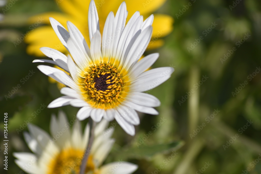 Obraz premium Flowers