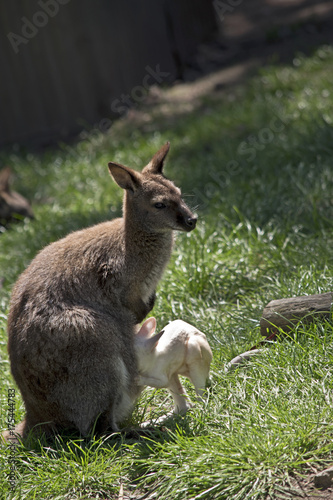 red necked wallaby and joey
