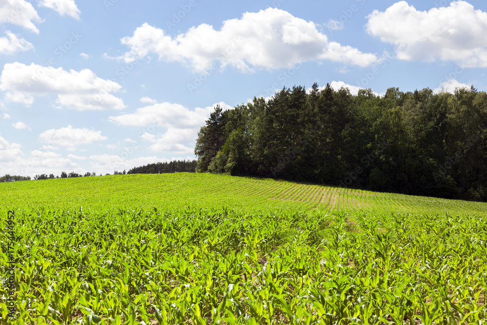 Obraz premium Green Corn field