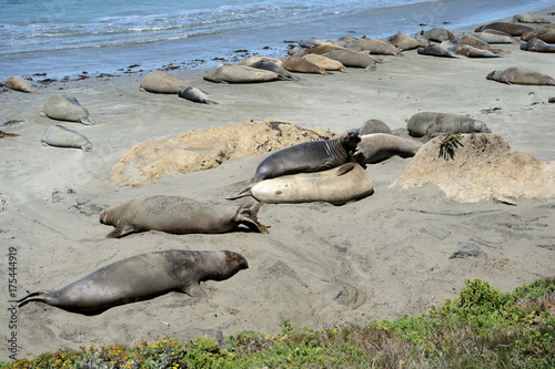 Sea Elephants on the Pacific Coast, California, USA