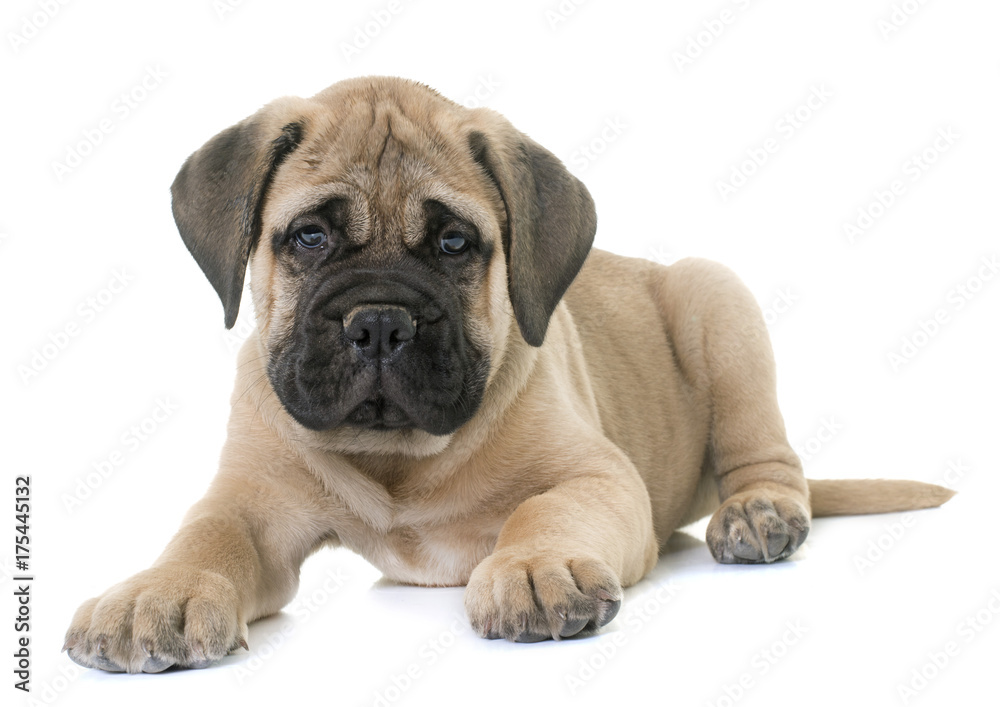 puppy bull mastiff