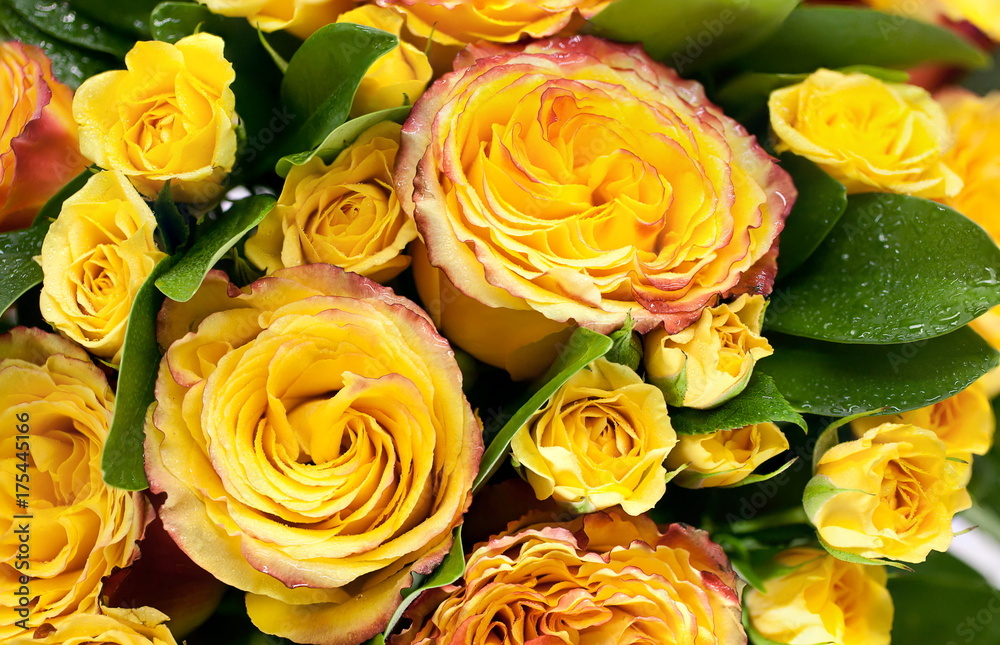 Yellow roses background Yellow roses background