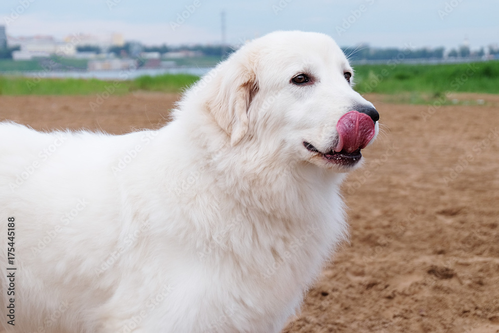 white dog