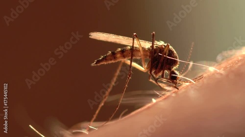  mosquito drank the blood. close-up 
 photo