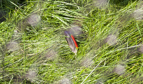 Feather on the grass, close-up photo
