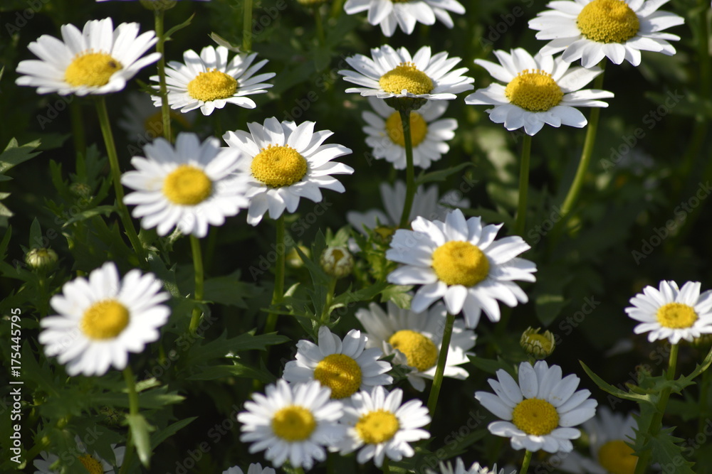 Flowers & Gardens