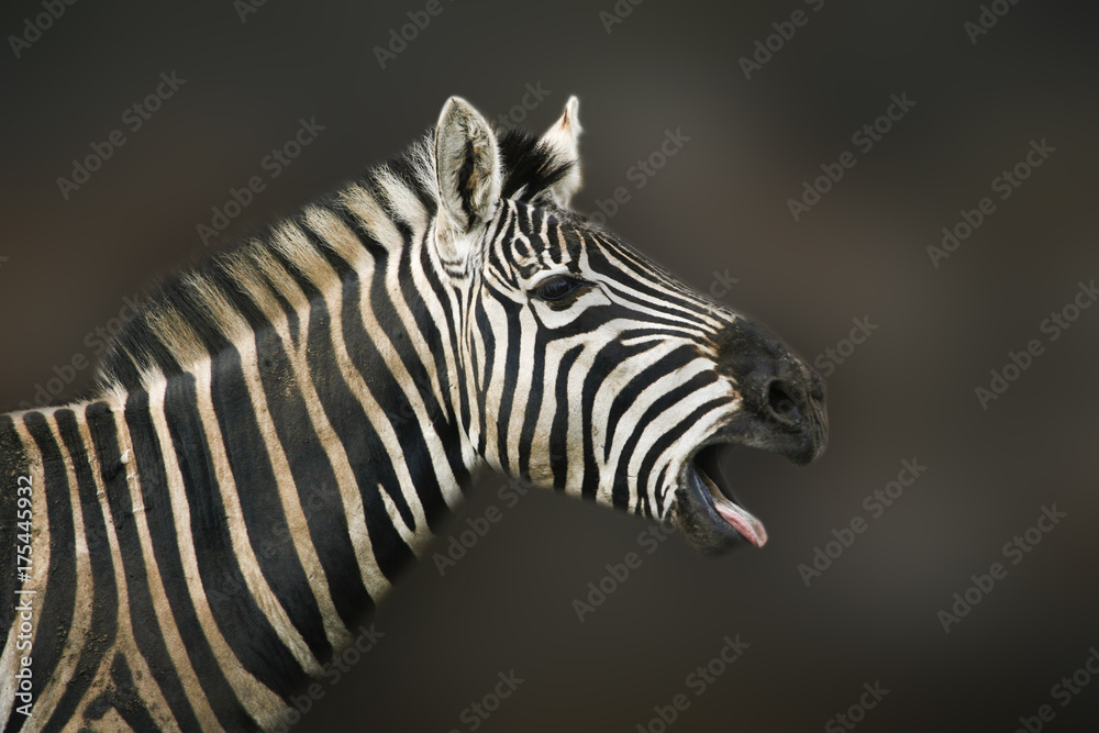 Portret Steppezebra Portret Steppezebra