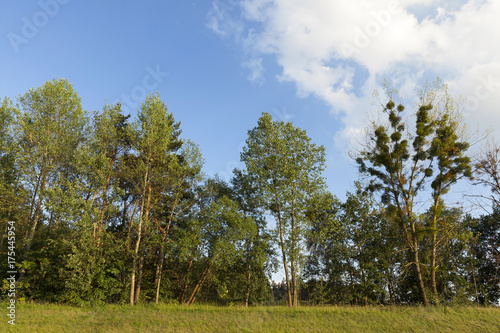 trees growing in the forest in the summer