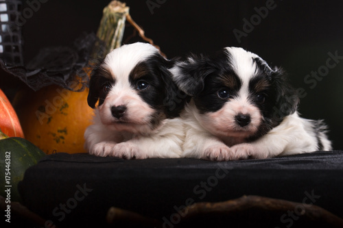 pair of puppies lies near the Halloween pumpkins © Mallivan