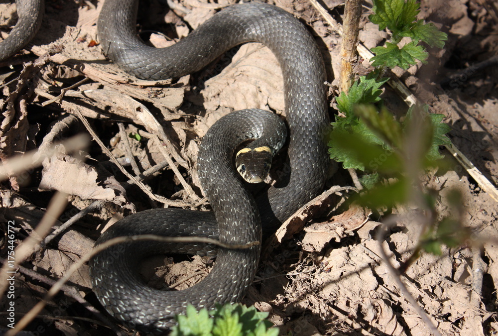 black snake black snake