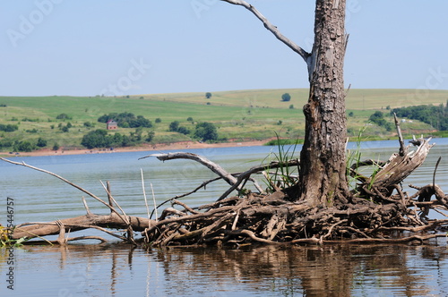 stump in the river