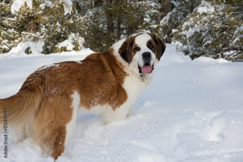 Tableau sur toile Saint Bernard in the winter