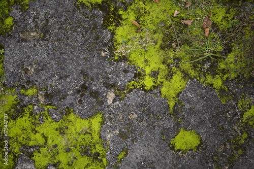Mossy old rough stone surface texture © Mushika