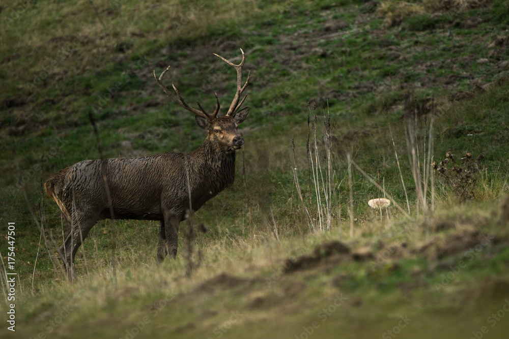 cerf brame forest france