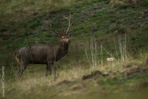 Obraz na płótnie cerf brame forest france w salonie