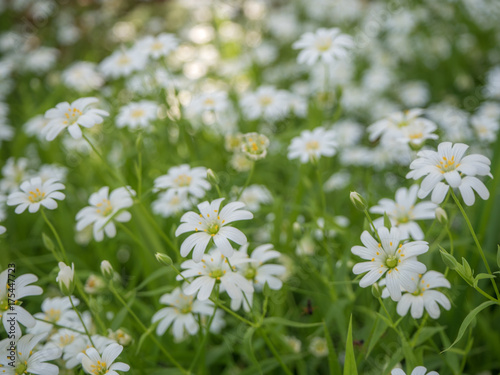 Flowers in soft light - Blumen in sanftem Licht