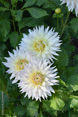 Fototapeta Naklejka Na Ścianę i Meble -  Dahlia blanc au jardin en été