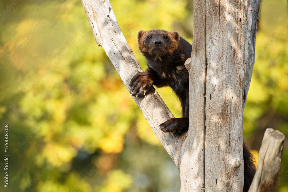 Majestic wolverine hang on a tree in front of the colourful background, great autumn colors, beautiful animal in the nature habitat, Gulo gulo. Majestic wolverine hang on a tree in front of the colourful background, great autumn colors, beautiful animal in the nature habitat, Gulo gulo.