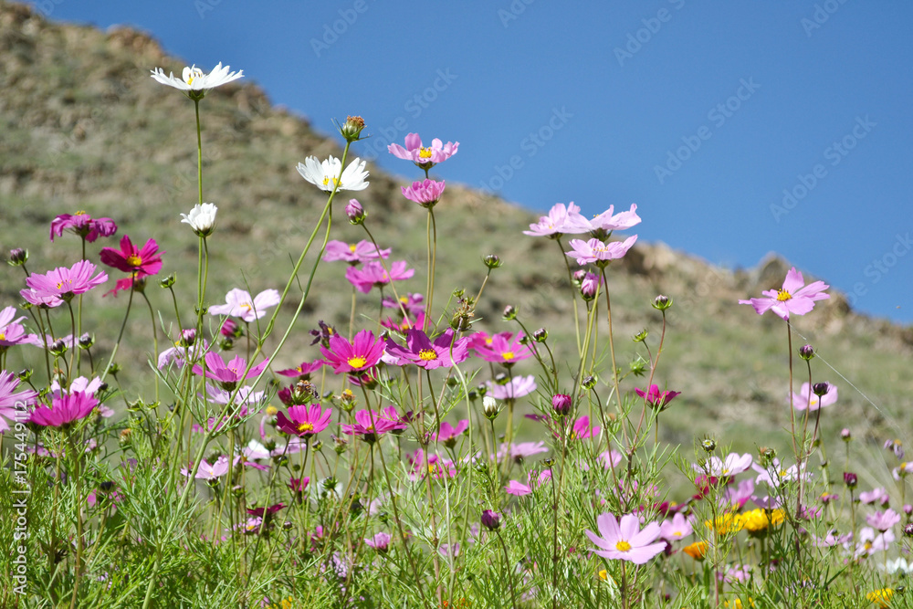 Flowers around the hill in Xiahe (Labrang) - Amdo Tibet Flowers around the hill in Xiahe (Labrang) - Amdo Tibet