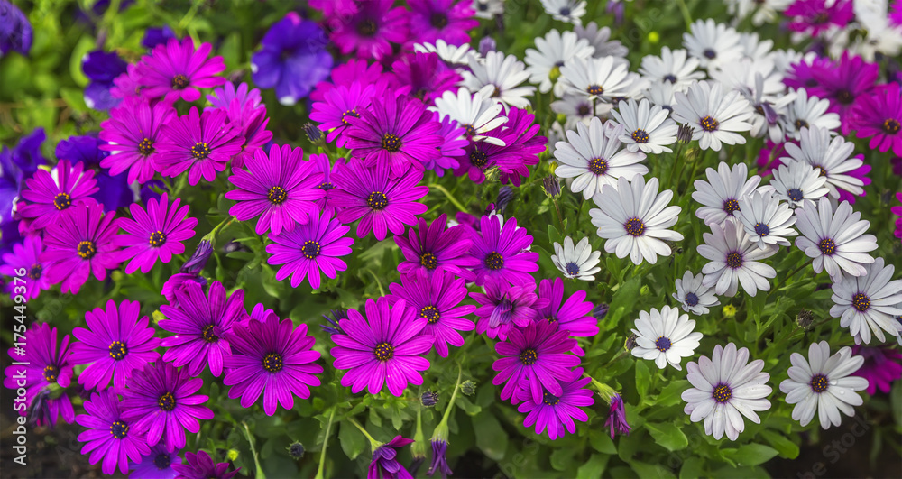 Fototapeta premium Purple and white Dimorphotheca ecklonis flowers.