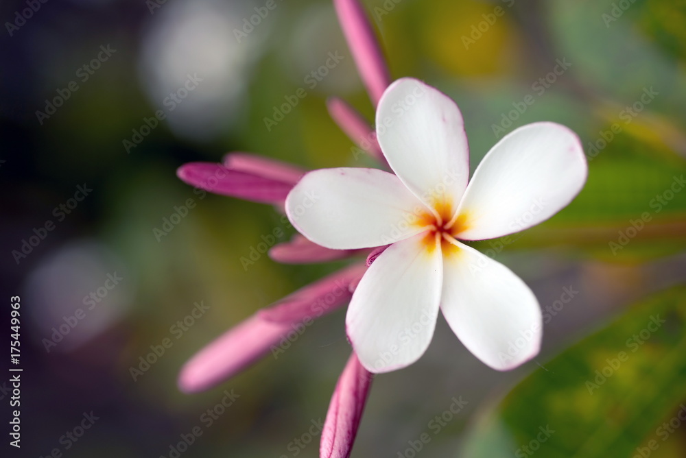 Fototapeta premium Plumeria Flower