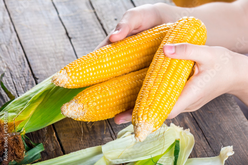 Corn cobs in hands