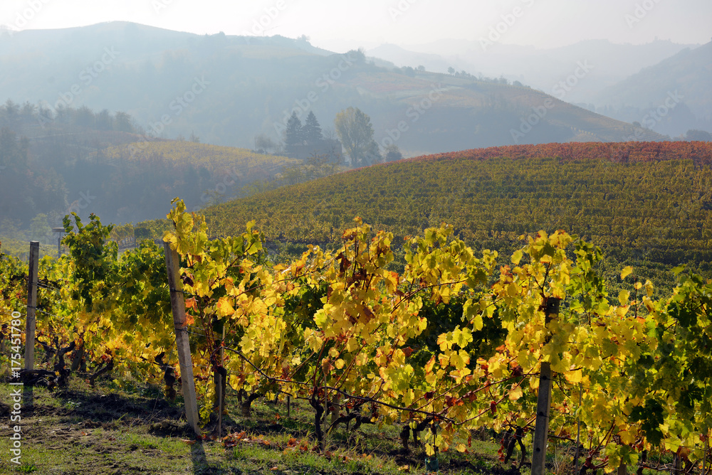 panorama of autumn vineyards