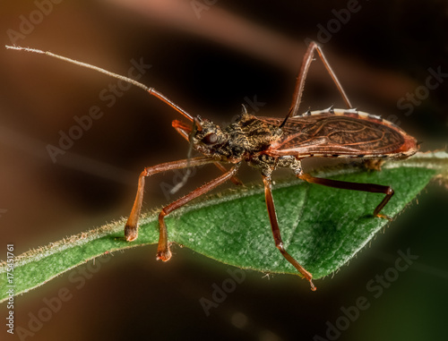 Save Download Preview a red insect on a leaf near a waterfall in the rain forest in eastern of Thailand