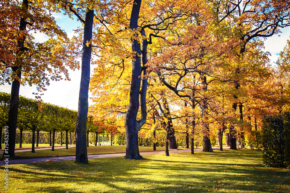 Fototapeta premium Beautiful autumn park.