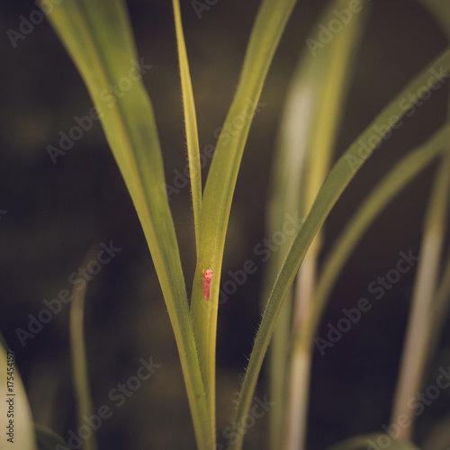Insects sit in red grass.