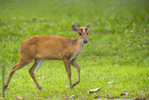 Barking deer (Muntjac) in nature © chamnan phanthong