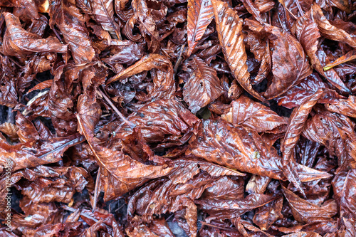 Dry wet leaves on the floor background.